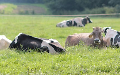 Milchhof Große Kintrup
