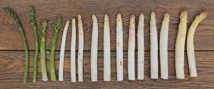 Spargel