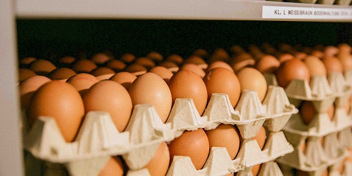 Eier