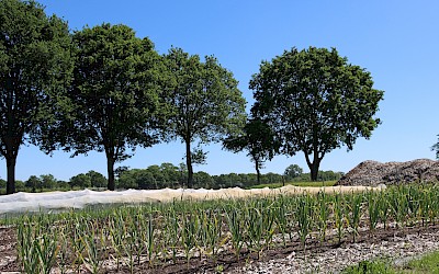 Hofgarten Zur Alten Eiche